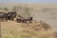190 Gnuherden durchqueren den Marafluss