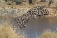 192 Gnuherden durchqueren den Marafluss