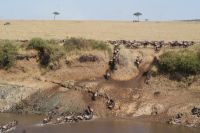 194 Gnuherden durchqueren den Marafluss