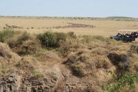 195 Gnuherden durchqueren den Marafluss