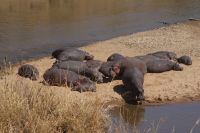 197 Flusspferde am Mara Fluss