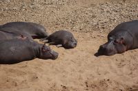 200  Flusspferde am Mara Fluss