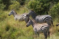 203 Zebras in der Masai Mara