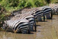 204 Zebras in der Masai Mara