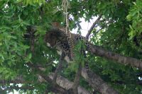 213 Leopard Masai Mara