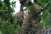 216 Leopard Masai Mara
