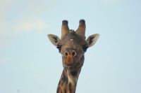 220 Masai Giraffe