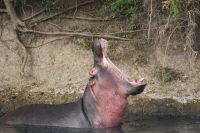 224 Flusspferd Masai Mara