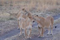 227 Löwen in der Masai Mara