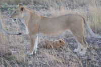 229 Löwen in der Masai Mara