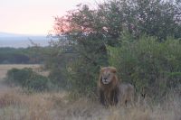 230 Löwen in der Masai Mara