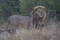 231 Löwen in der Masai Mara
