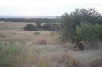 232 Löwen in der Masai Mara