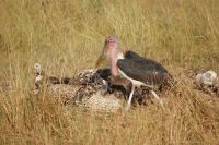 239 Marabus und Geier am Kadaver