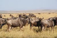 244 unzählige Gnus in der Masai Mara