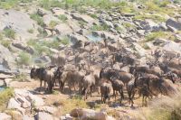 250 Gnus an der Wasserstelle