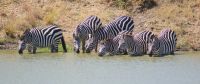 256 Zebras am Wasserloch