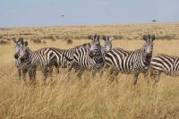 257 Zebras in der  Masai Mara