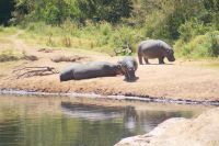 258 Hippos gegenüber des Camps
