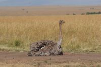 264 Straußenweibchen