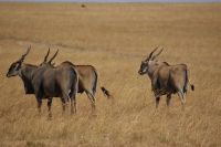 265 Eland Antilopen