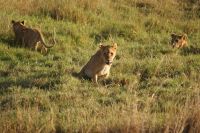 274 Löwenrudel in der Masai Mara