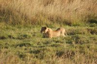 275 Löwenrudel in der Masai Mara
