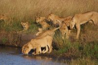 277 Löwenrudel in der Masai Mara
