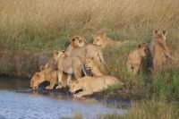 278 Löwenrudel in der Masai Mara