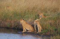 279 Löwenrudel in der Masai Mara