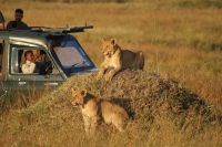 281 Löwenrudel in der Masai Mara
