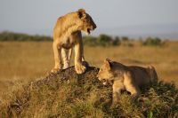 283 Löwenrudel in der Masai Mara