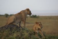 285 Löwenrudel in der Masai Mara