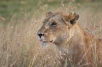 286 Löwenrudel in der Masai Mara