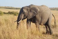287 Elefanten in der Masai Mara