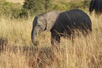 288  Elefanten in der Masai Mara