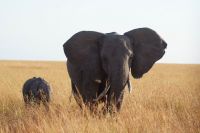 289 Elefanten in der Masai Mara