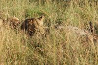 291 Löwin und Warzenschweinriss