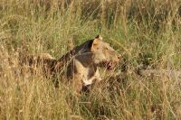 292 Löwin und Warzenschweinriss