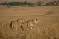 294 Junglöwen Masai Mara