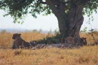 295 Geparden in der Masai Mara