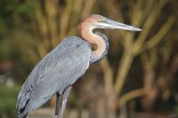 304 Goliath Reiher Lake Naivasha