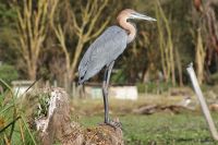 305 Goliath Reiher Lake Naivasha
