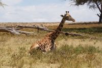 320 Masai Giraffen Crescent Island