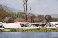 327 Hippos beim Sonnenbaden Lake Naivasha