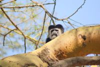 328 Colobus Affe