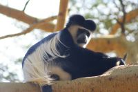 329 Colobus Affe