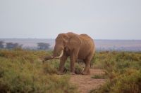 334 Amboseli Nationalpark
