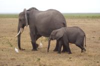 337 Elefanten im  Amboseli Nationalpark