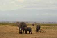 338 Blick auf Kilimandscharo im  Amboseli Nationalpark